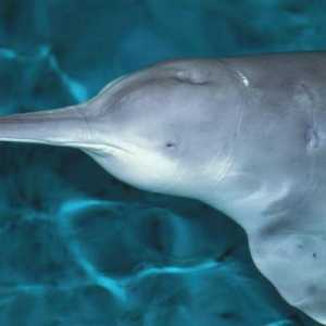 Speciile dispărute de animale: delfinul râului chinezesc (baji)