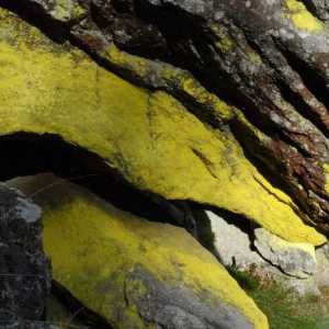 De ce constă un lichen? Lichenii în natură. Forme de licheni
