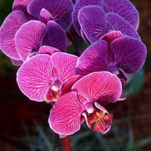 Elegant frumusețe de orhidee: îngrijire la domiciliu. Phalaenopsis