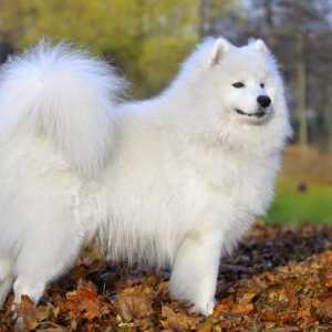 Studiem o carte de vis: un câine alb cu ceea ce visează?