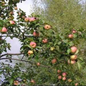 Arborele copac de vară: descrierea soiului, termenii de maturare. Cum să plantezi mărul în primăvară
