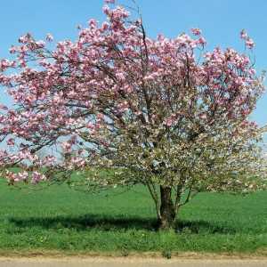 Apple Tree Mantet: descrierea soiurilor, plantarea și îngrijirea