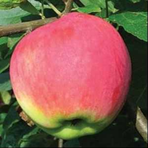 Apple Tree Mantet este o descriere a soiului