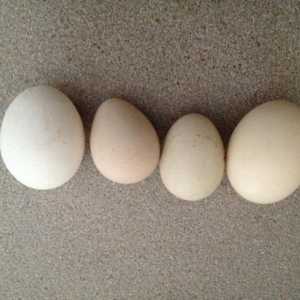 Ouă de păsări de cobai: creșterea păsărilor acasă