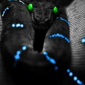 Limba de programare Python: bucle