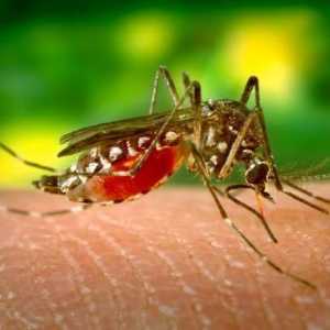 Uleiuri esențiale din țânțari