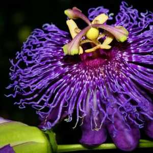 Flori exotice: frumusețea și originalitatea în casă