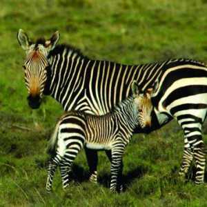 Exotice, dungate sau Unde trăiesc zebrele?