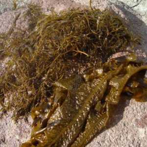 Algele brune aparțin ... Alge marine maro: reprezentanți