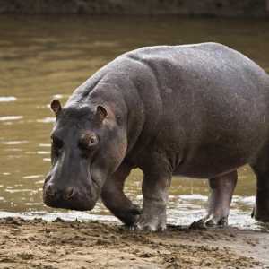 Ce visează un hipopotam - mic și mare