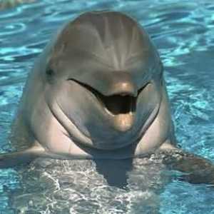 Ce face visul delfinilor? Ei bine, bineînțeles, la noroc!