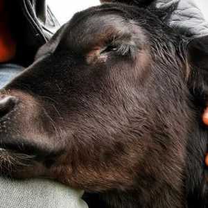 Despre ce visează vitele: secretele animalelor sacre