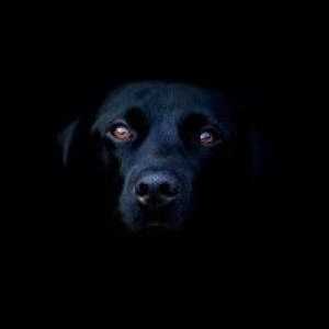 Ce face visul câinelui negru? Interpretarea unui vis