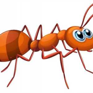 Ce este visat de furnici: sensul și interpretarea visului