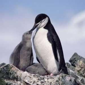Care este visul pinguinilor (în apă, pe plajă)? Ce arata pregnantul pinguin?