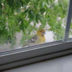 Ce pasăre bate la fereastră? Vom afla!