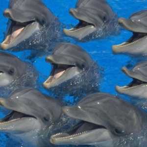Cum dorm delfini? Adevărul și baba despre visul delfinilor