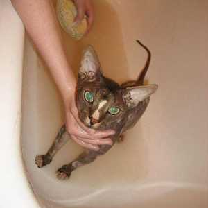 Cum să spălați pisica în mod corect și cu ce frecvență?