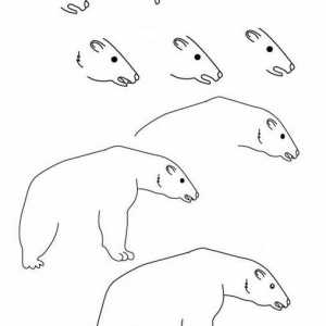 Cum de a desena un urs polar frumos?
