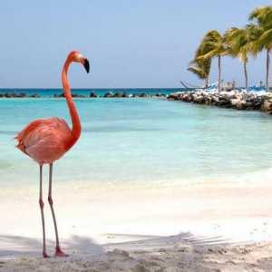 Cum de a desena un flamingo - un miracol roz de natură: un ghid pas cu pas