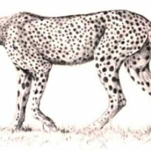 Cum de a desena un ghepard? Reprezentăm o fiară puternică și rapidă