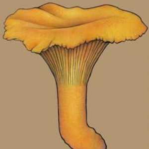 Cum de a desena un chanterelle de ciuperci: sfaturi pentru un artist incepator
