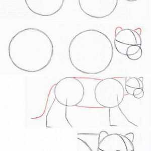 Cum de a desena un jaguar: instrucțiuni
