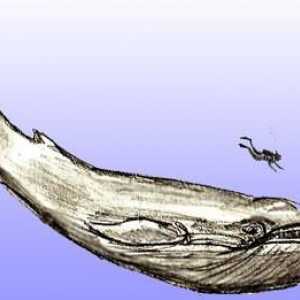 Cum de a desena o balenă într-un stil realist și animat