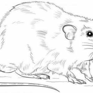 Cum de a desena un șobolan în etape