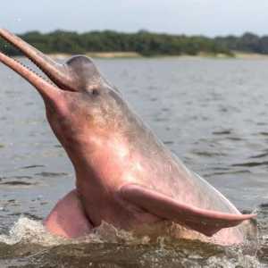 Care este numele delfinilor amazonieni?