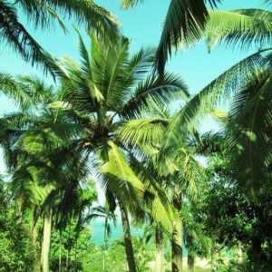 Care este numele palmierilor asiatici cu frunze spinoase? Palmierul tropical cu frunze spirtoase:…