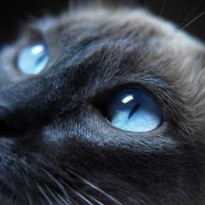 Care este numele rasei albastre de pisici cu ochi albaștri?