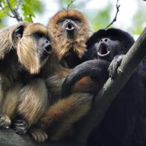 Cum maicășile comunică între ele? Cum vorbesc maimutele: sunete. Monkey Discurs de formare