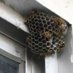 Cum să sperie viespi? Ce miros se sperie de pe viespi?