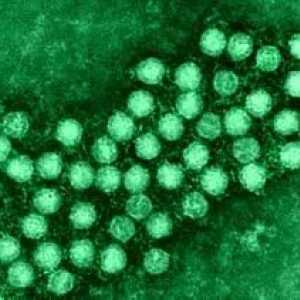 Cum se manifestă copilul infecția enterovirusă?
