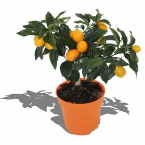Cum să planteze, cum să propagați, cum să vă îngrijiți: Citrus Fortunella - o bucurie în casa ta