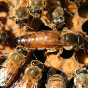 Cum să faci o coadă de albine: sfaturi pentru un apicultor începător