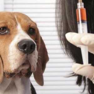 Cum se face injecția intramusculară corectă a unui câine?