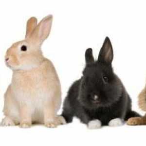 Cum să aibă grijă de iepurii decorativi? Iepuri decorative: îngrijire și conținut