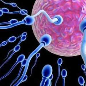 Cum să îmbunătățiți sperma și să creșteți șansele de sarcină