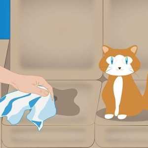 Cum de a elimina mirosul de urină de pisică? Sfaturi și trucuri