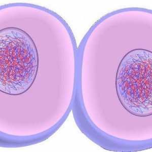 Ca urmare a mitozei, se formează celule noi: caracteristicile și semnificația procesului