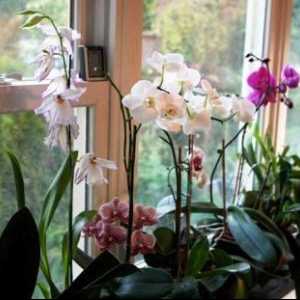 Cum să crești o orhidee acasă: condițiile și modalitățile de reproducere