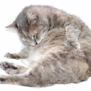 Cum să eliminați puricii de la pisici? Sfat bun