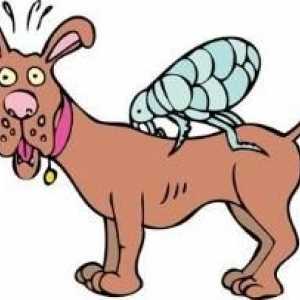 Cum se elimină puricii de la câini: sfaturi pentru crescătorii de câini