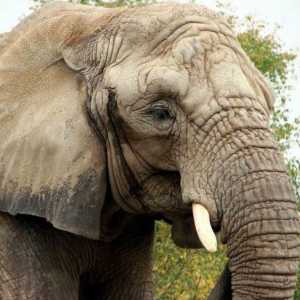 Care este înălțimea maximă a unui elefant african în umeri?