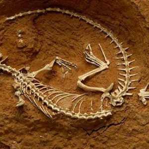 Ce știință studiază rămășițele fosile ale unor organisme dispărute? Analiza detaliată