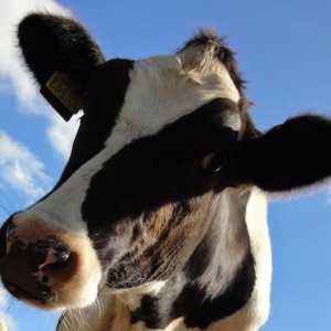 Care sunt rasele de vaci? Cât costă o vacă?