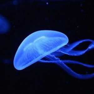 Care sunt tipurile de meduze? Principalele soiuri de meduze marine și de apă dulce