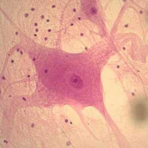 Ce grupuri de celule se numesc țesuturi? Structura celulei tisulare